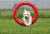 AGILITY - SAUTER